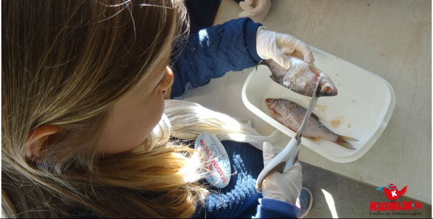 Demi-journée soigneur junior à Planète Sauvage