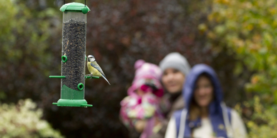 Week-end national de comptage des oiseaux des jardins