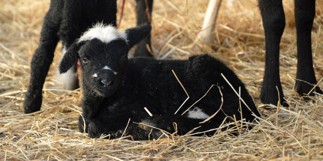 Baby fermier, atelier enfant à La Petite ferme d'Heïdi, Saint-Père-en-Retz