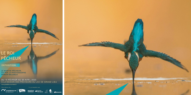 « Le roi pêcheur », exposition photos à découvrir en famille à la Maison des Pêcheurs du Lac de Grand Lieu kidklik 44 gratuit