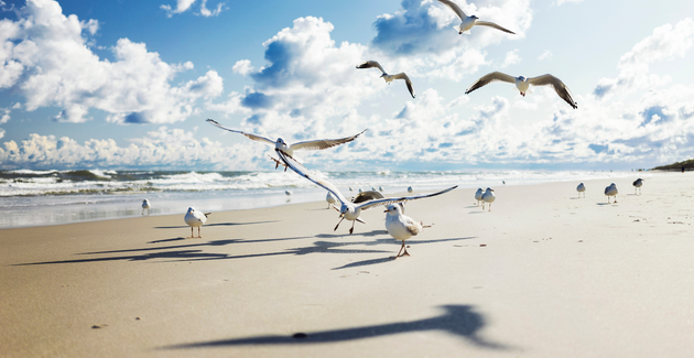 Découvrez les oiseaux du bord de mer en famille avec Faunalis, à Saint-Brévin-Les-Pins kidiklik 44 nantes