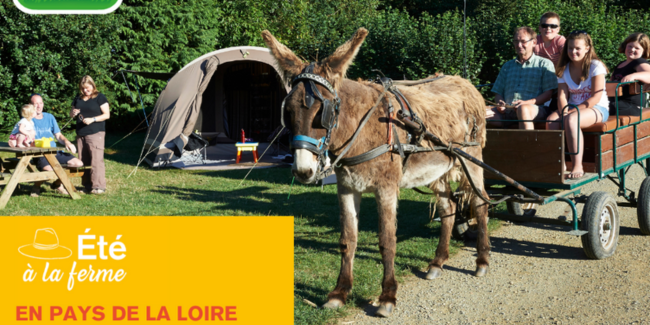 Vivez l’été à la ferme ! // en famille // Réseau Bienvenue à la Ferme