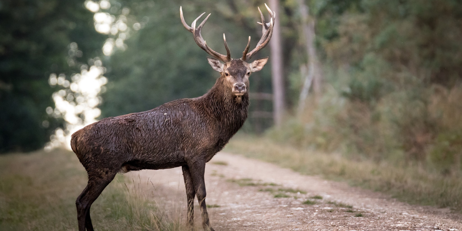 Brame du cerf, atelier nature en famille avec Faunalis