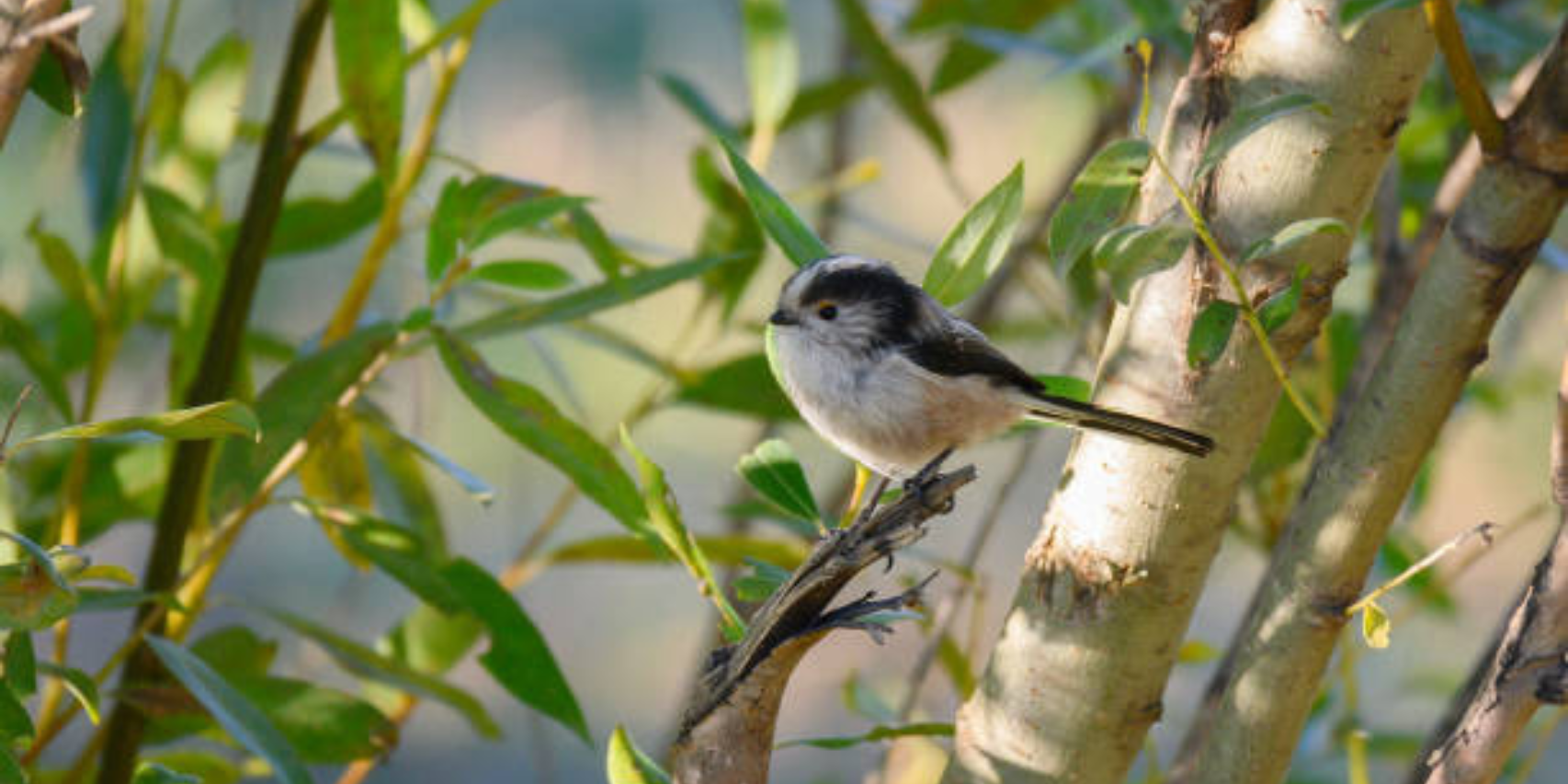 A la découverte des oiseaux hivernants, atelier nature en famille avec Faunalis