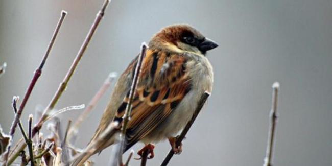 "Aidons les oiseaux des jardins", atelier et sortie nature au Bignon