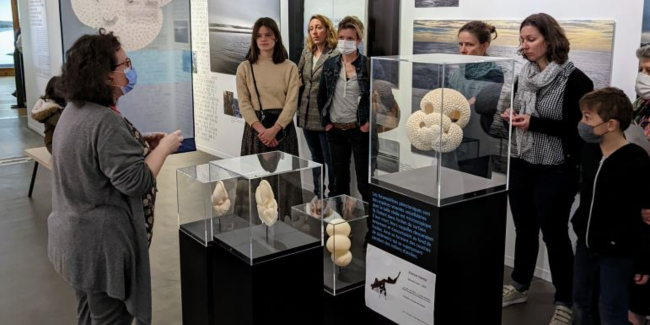 Les 1/4 d'heure expo au Muséum d'histoire naturelle à Nantes