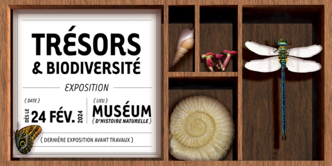 "Trésors et biodiversité", dernière exposition avant travaux au Muséum d'histoire naturelle à Nantes