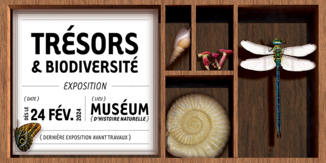 "Trésors et biodiversité" au Muséum d'histoire naturelle à Nantes