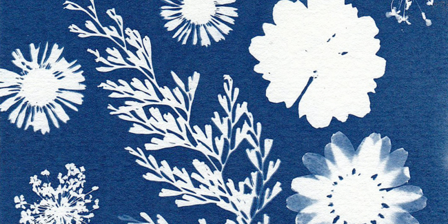 Atelier cyanotype au Musée du Vignoble Nantais, au Pallet