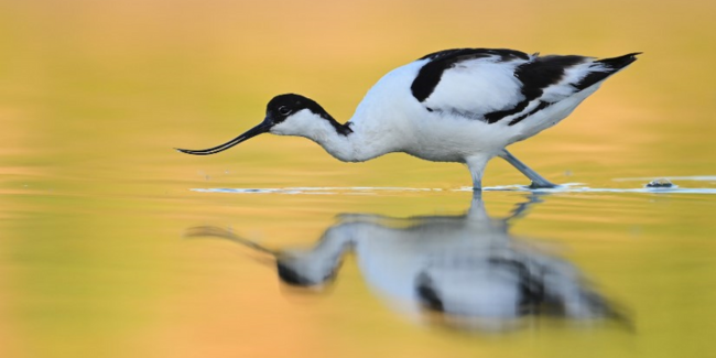 Animations sur le thème "Nature-oiseaux" au Musée des Marais Salants à Batz-sur-Mer