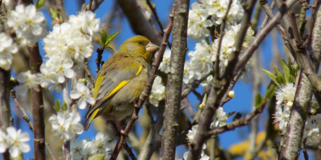 "Le réveil des oiseaux au printemps", balade nature sur le site de l'Abbatiale Déas à Saint-Philbert-de-Grand-Lieu