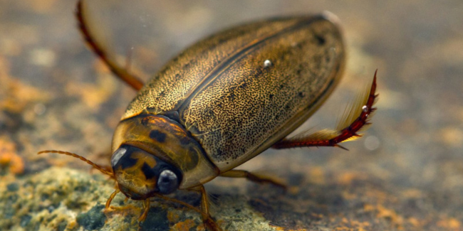 "À la rencontre des insectes aquatiques du Lac de Grand-Lieu", balade nature à La Chevrolière