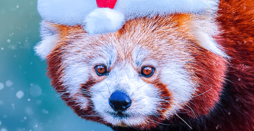Marché de Noël au Zoo de la Boissière du Doré