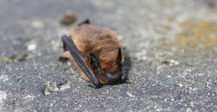 "Mystères et curieux chiroptères" : découverte nocturne des chauve-souris, au Site de l’Abbatiale Déas