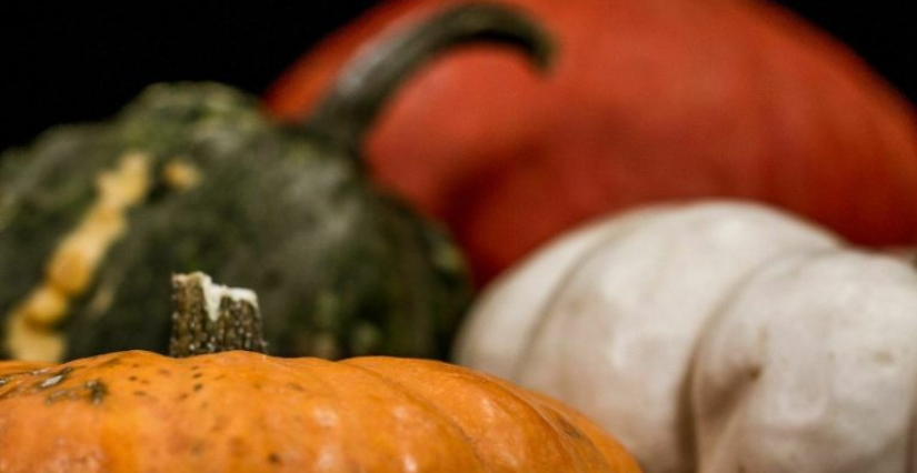 Jeu-quizz « Espèces de courges ! », en famille au Château de Ranrouët