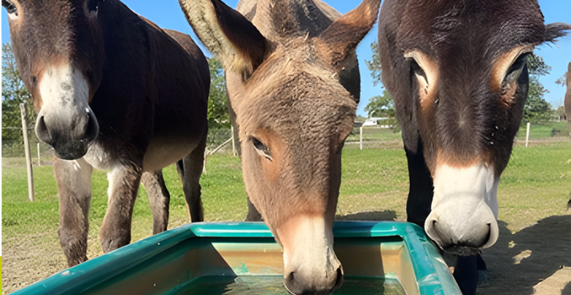 Printemps à la ferme : Journées Portes ouvertes à la ferme du Pré Clos à Corcoué-sur-Logne