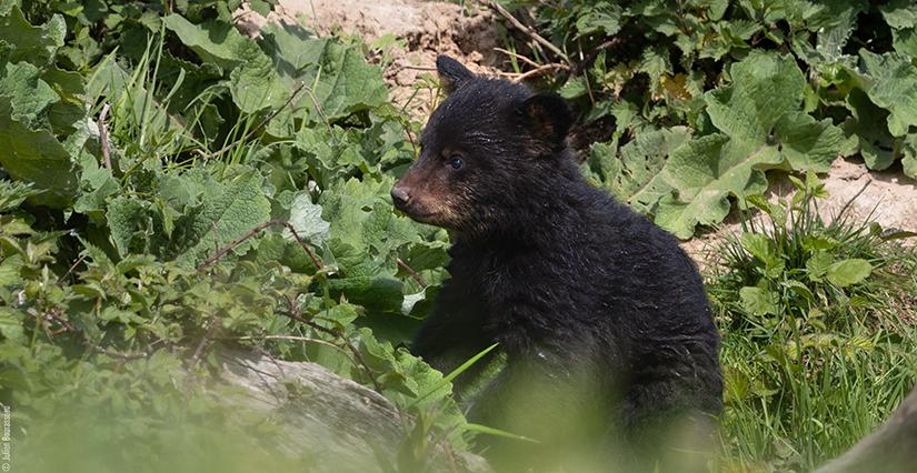 Naissances d'oursons à Planète Sauvage 