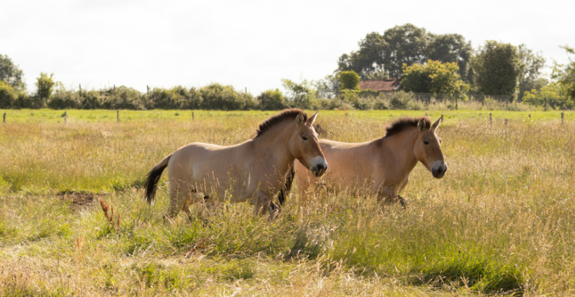 Arrivée des chevaux de Przewalski et des aurochs à Planète Sauvage 