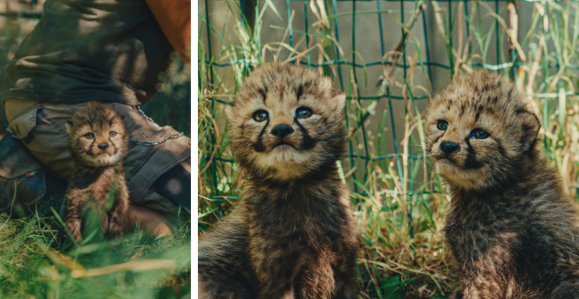 Trois bébés guépards sont nés au Parc zoologique de la Boissière du Doré !