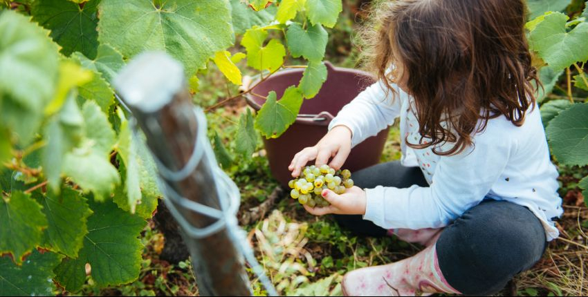 Les Journées Européennes du Patrimoine // Tout public // Musée du Vignoble Nantais