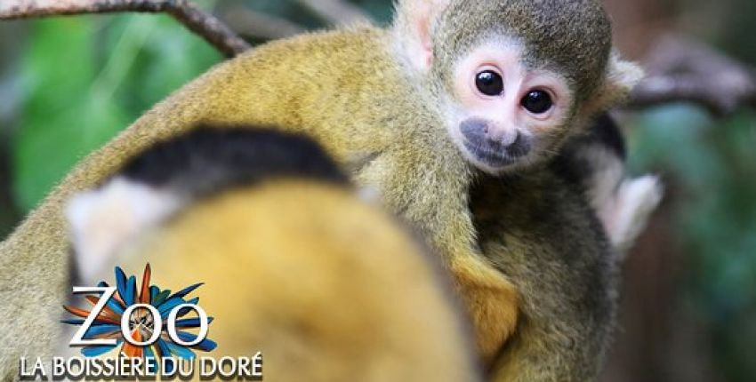 Zoo La Boissière du Doré - Les ados avec les soigneurs