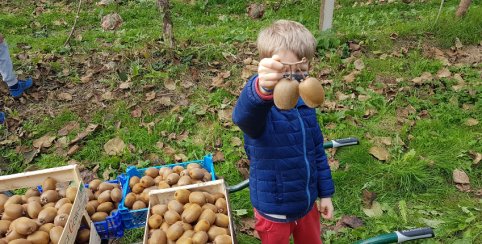 Vente et cueillette de kiwis au verger // En famille // La Petite Louinais