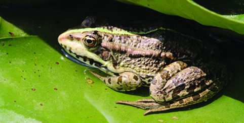 Donnons un coup de « pousse » à la biodiversité locale, animation tout public au Zoo de la Boissière du Doré