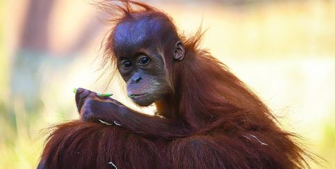 Journée des primates (grands singes), tout public au Zoo de la Boissière du Doré