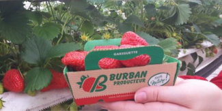 Cueillette de fraises chez Burban Producteur, à La Baule Escoublac 